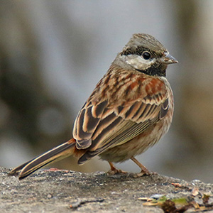 White capped/Chestnut-breasted Bunting
